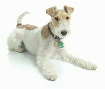 Fox Terrier Wire Fox Terrier Dog Breed Information and Pictures