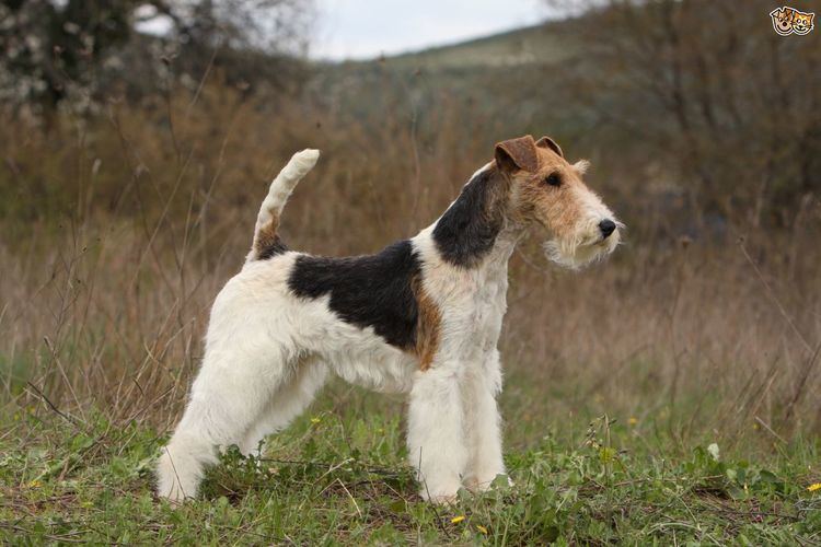 Fox Terrier Fox Terrier Dog Breed Information Facts Photos Care Pets4Homes