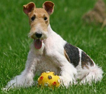 Fox Terrier Fox Terriers What39s Good and Bad About Fox Terrier Dogs