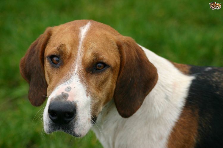 Foxhound httpswwwpets4homescoukimagesarticles2382