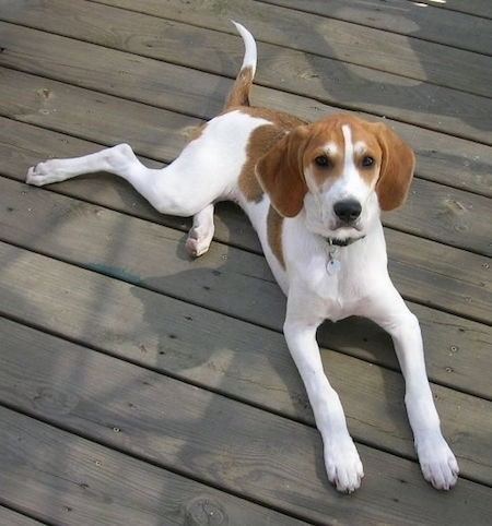 Foxhound American Foxhound Dog Breed Information and Pictures