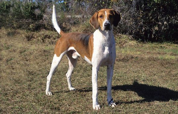 Foxhound American Foxhound Breed Information