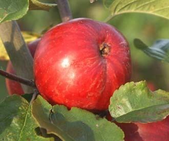 Foxwhelp Foxwhelp Broxwood apple trees for sale Order online