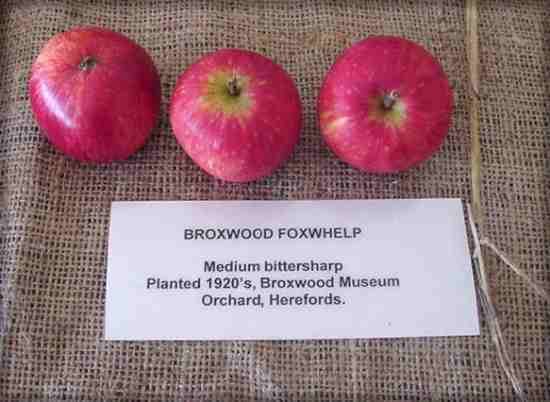 Foxwhelp English Apples Foxwhelp DIVERSITY website old varietiescox