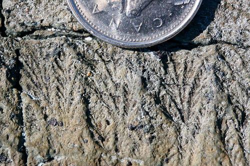 Fractofusus misrai Close up detail of The Ediacaran fossil Fractofusus misrai Flickr