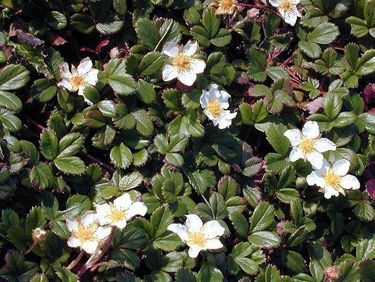 Fragaria chiloensis Beach Strawberry Fragaria chiloensis CLOSEUP Ground Cover Plants