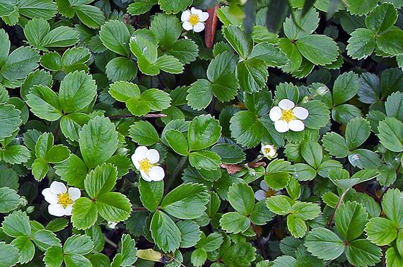 Fragaria chiloensis Groundcovers for WaterConserving Landscapes