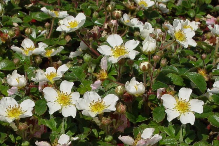 Fragaria chiloensis Ornamental Strawberry Coastal Strawberry Fragaria chiloensis