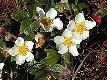 Fragaria chiloensis Fragaria chiloensis Wikipedia