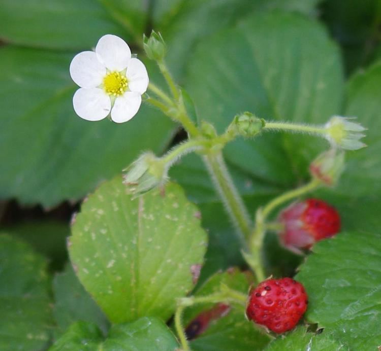 Fragaria chiloensis Fragaria chiloensis Sand Strawberry