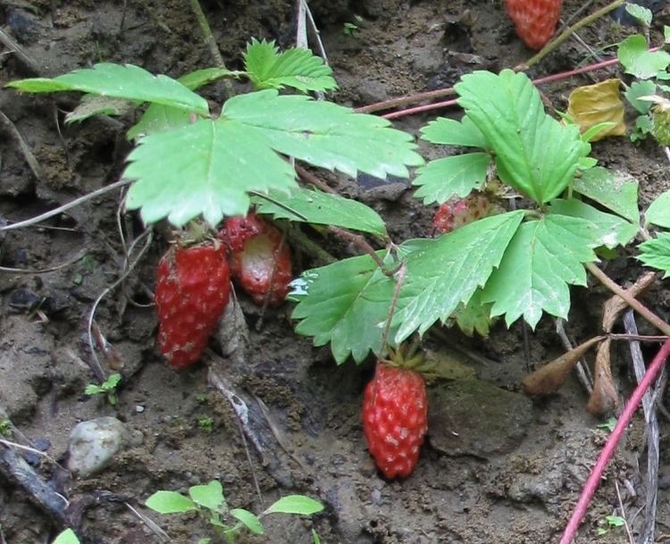 Fragaria iinumae gt Fragaria iinumae Rosaceae