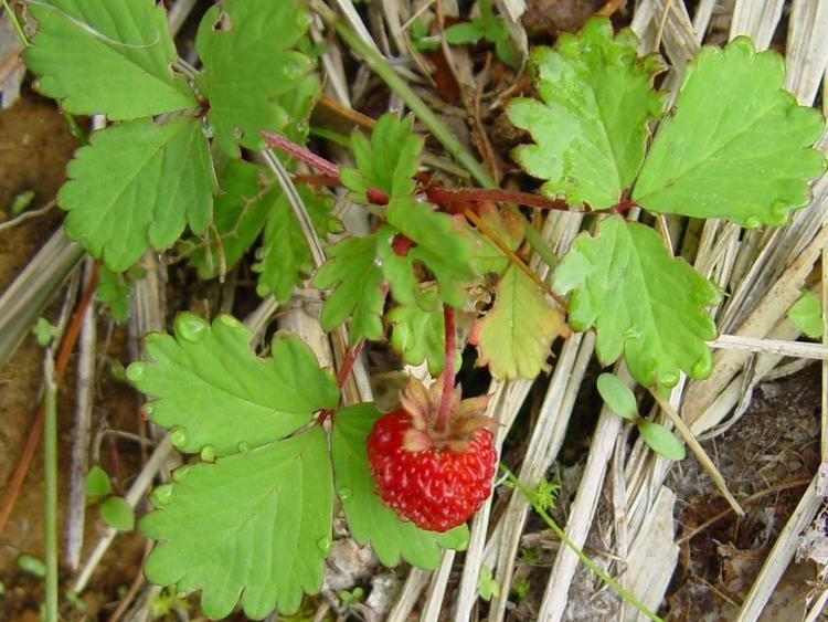 Fragaria iinumae httpsuploadwikimediaorgwikipediacommonsbb