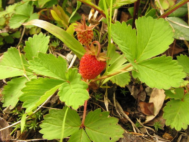 Fragaria iinumae FileFragaria iinumae 4JPG Wikimedia Commons