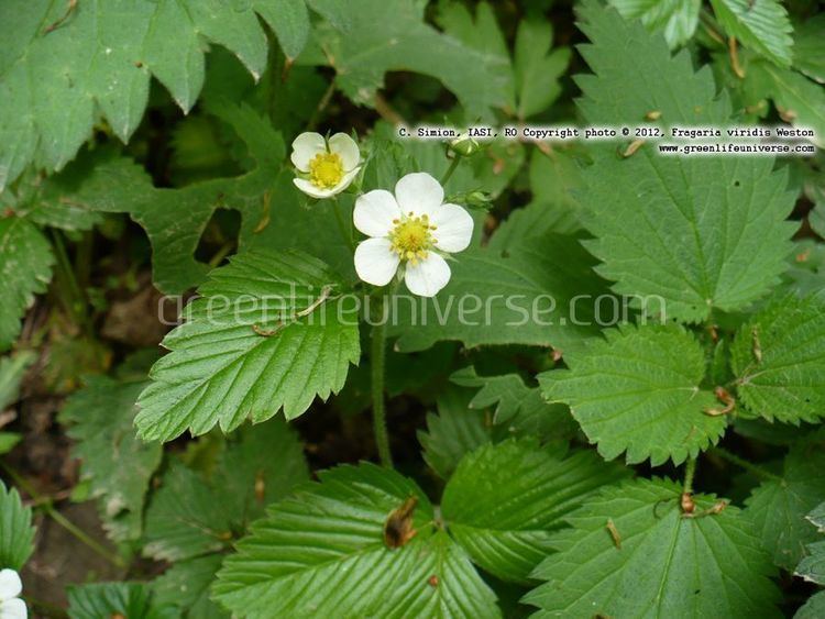 Fragaria viridis Fragaria viridis wild strawberry Plants amp Flowers Information