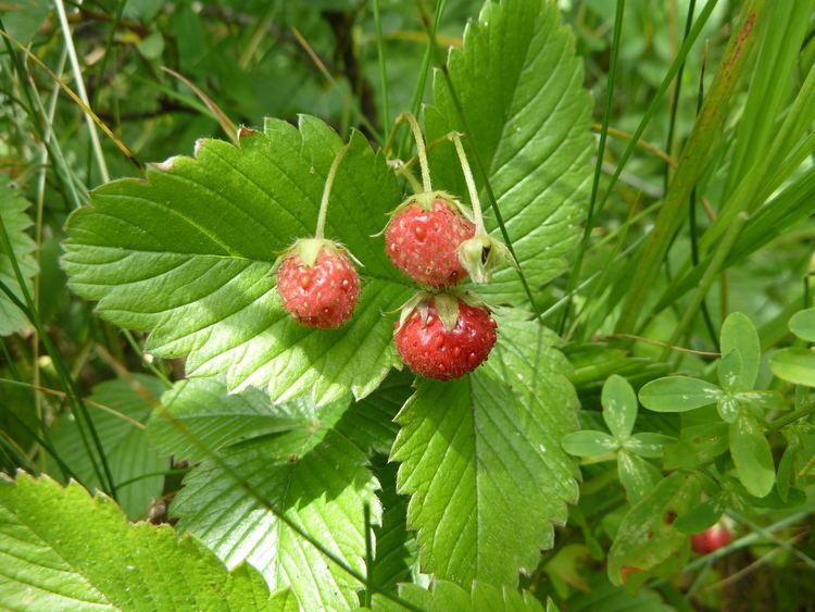 Fragaria viridis Image Fragaria viridis BioLibcz