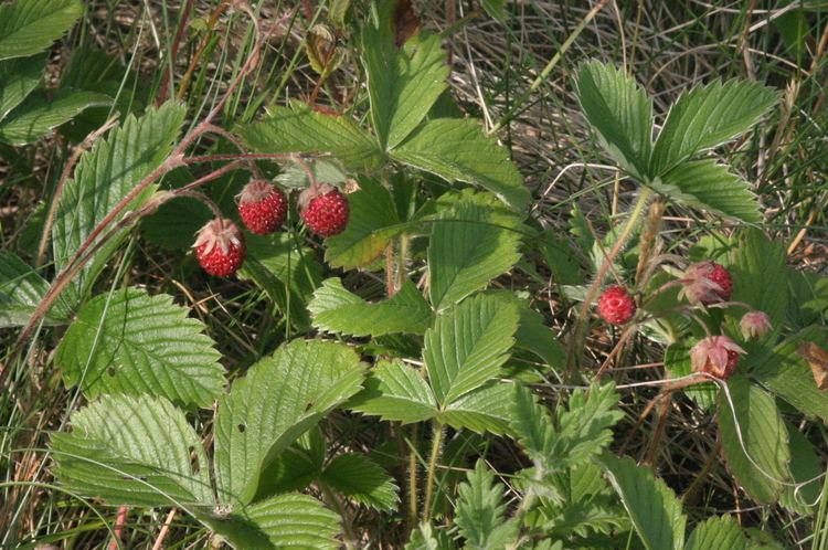 Fragaria viridis httpsuploadwikimediaorgwikipediacommonsbb