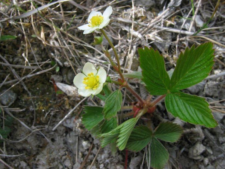 Fragaria viridis Jahodnk trvnice Wikipedie