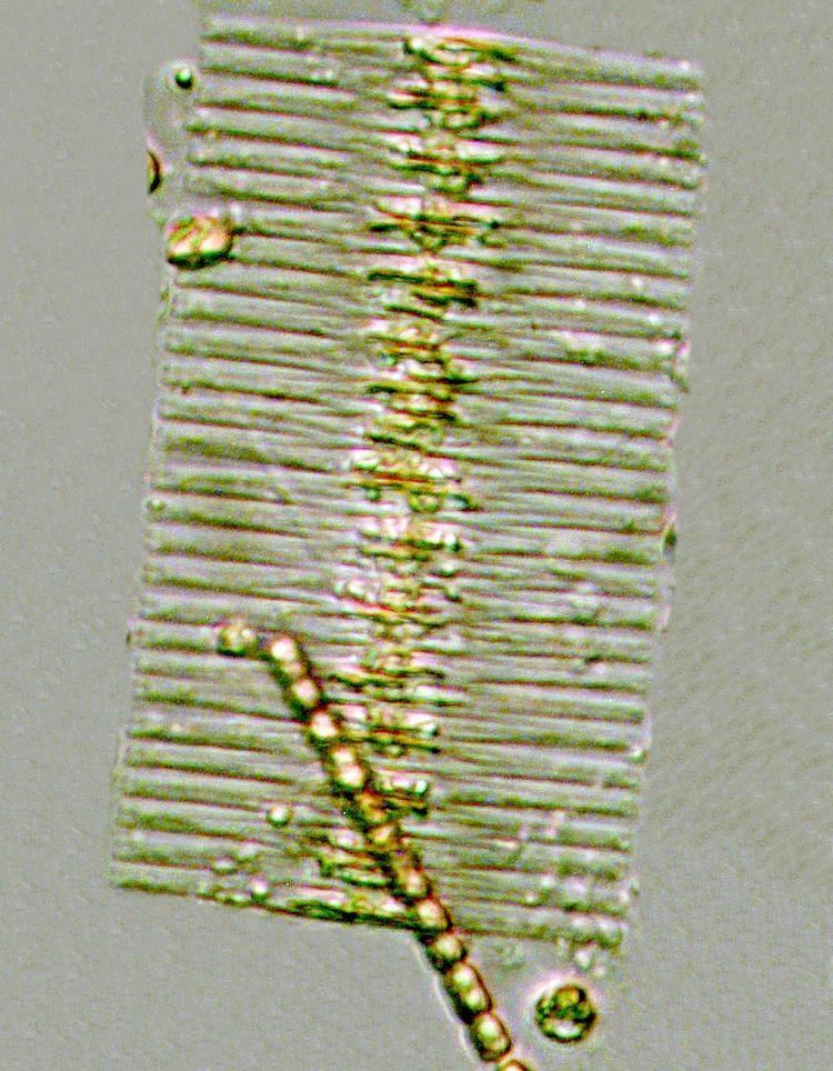 Fragilaria Fragilaria crotonensis Kitton Nordic Microalgae