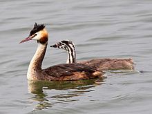 Frampton Pools httpsuploadwikimediaorgwikipediacommonsthu