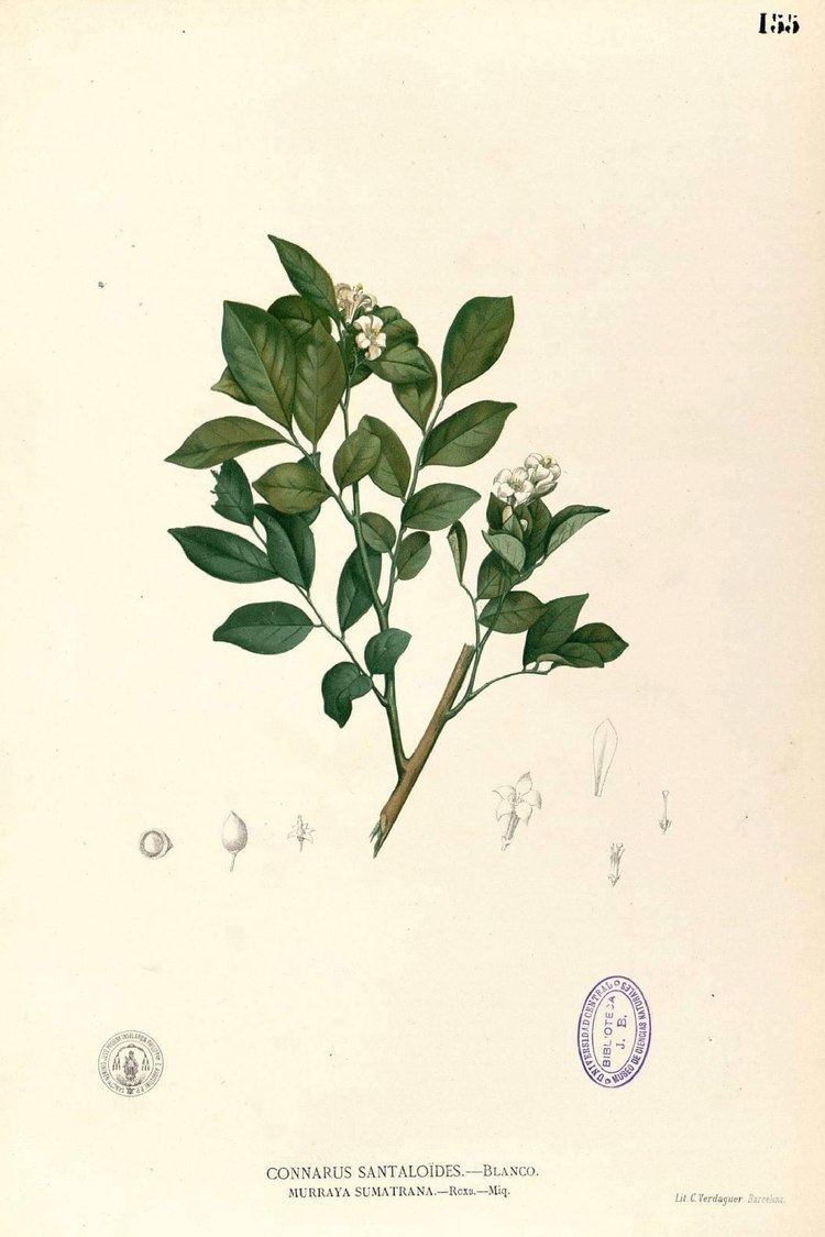 Francisco Manuel Blanco Flora de Filipinas 18801883 Francisco Manuel Blanco Petaloma