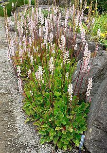 Francoa sonchifolia httpsuploadwikimediaorgwikipediacommonsthu