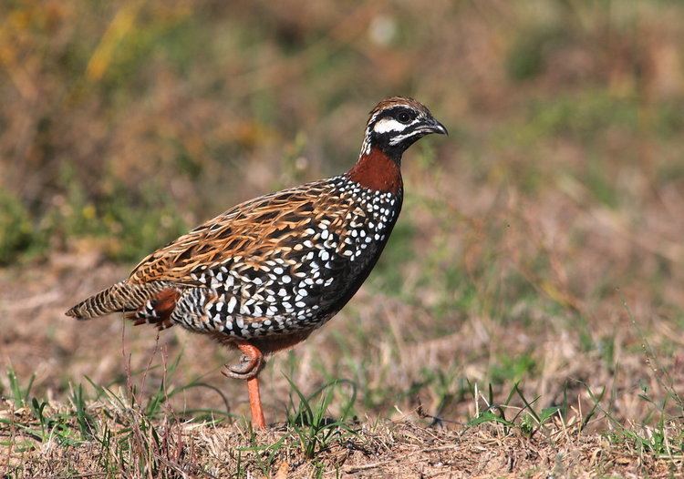 Francolin Black francolin birds images of HD Wallpapers Free Download