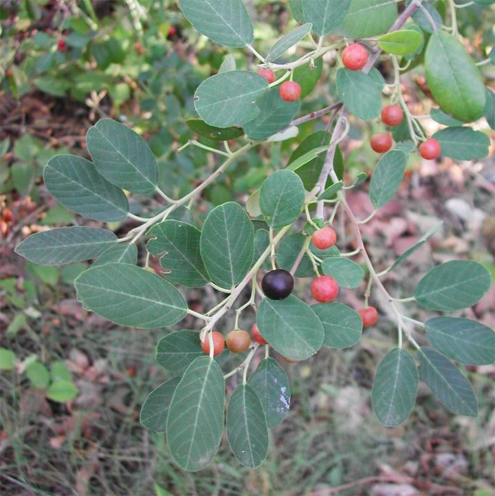 Frangula californica SEINet Arizona Chapter Frangula californica