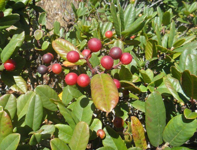 Frangula californica CalPhotos Frangula californica ssp californica California Coffeeberry