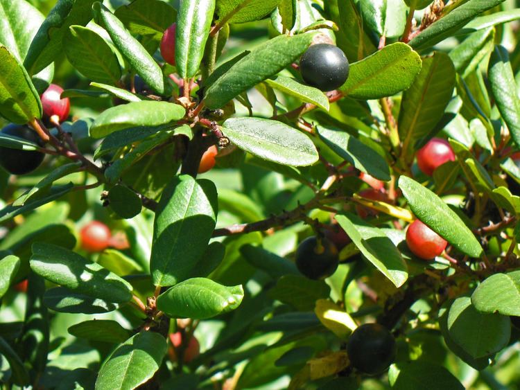 Frangula californica Frangula californica The Watershed Nursery