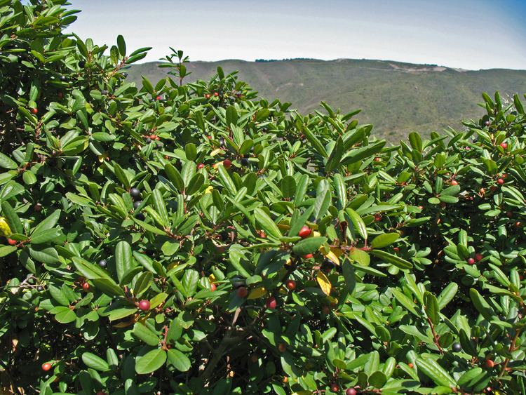 rhamnus californica leatherleaf