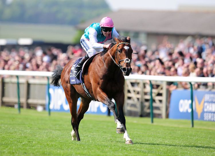 Frankel (horse) 1000 images about Frankel on Pinterest Horse racing Search and