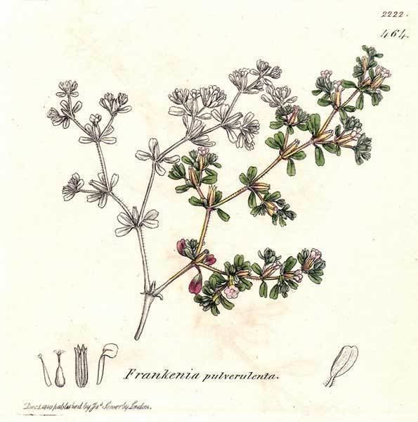 Frankeniaceae Frankeniaceae