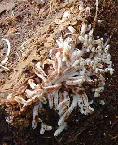 Frankia Frankia and California native plants