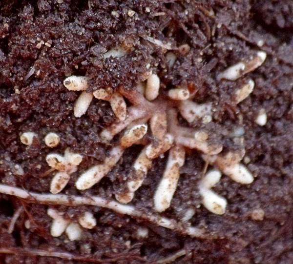 Frankia Frankia and California native plants