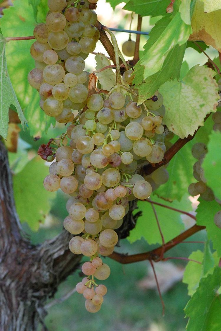 Frankish and Hunnic grape varieties