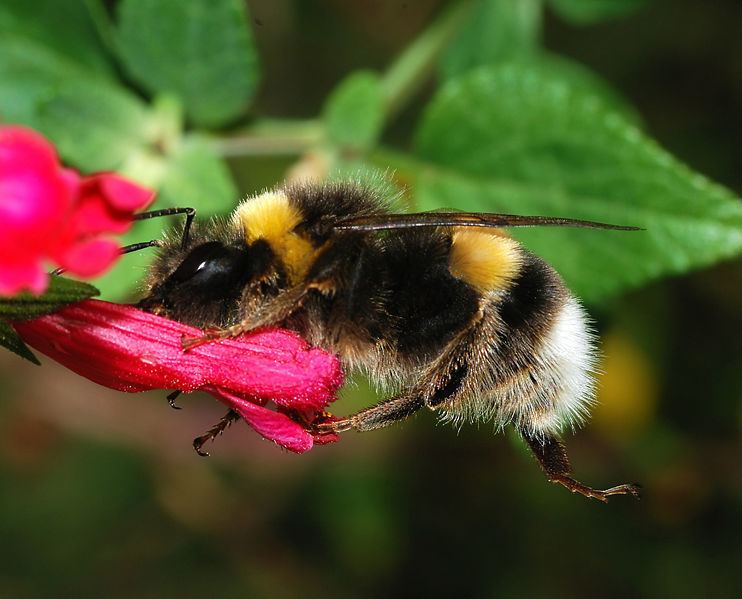 Franklin's bumblebee Science on THE ENVIRONMENTALIST The Plight of the Bumblebee