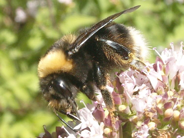 Franklin's bumblebee The Xerces Society Blog Archive Franklin39s bumble bee on edge of