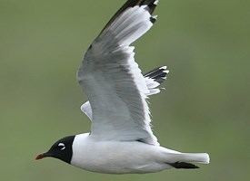 Franklin's gull Franklin39s Gull Identification All About Birds Cornell Lab of