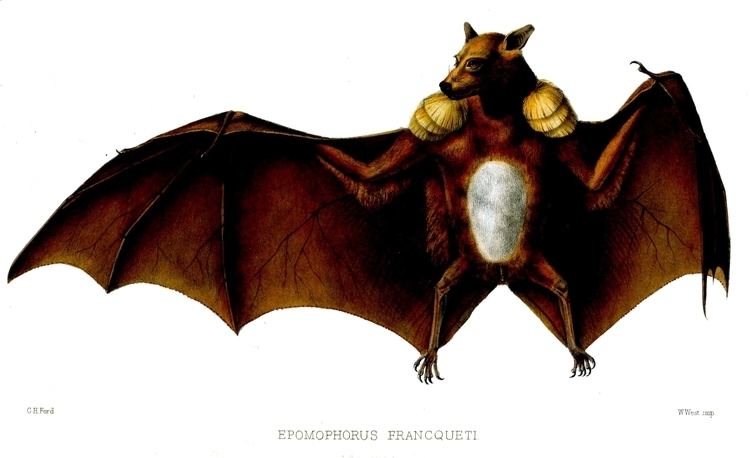 Franquet's epauletted fruit bat Franquet39s epauletted fruit bat Wikipedia