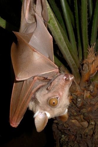 Franquet's epauletted fruit bat httpsstaticinaturalistorgphotos303583mediu