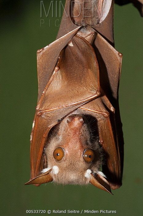 Franquet's epauletted fruit bat Minden Pictures stock photos Franquet39s Epauletted Fruit Bat