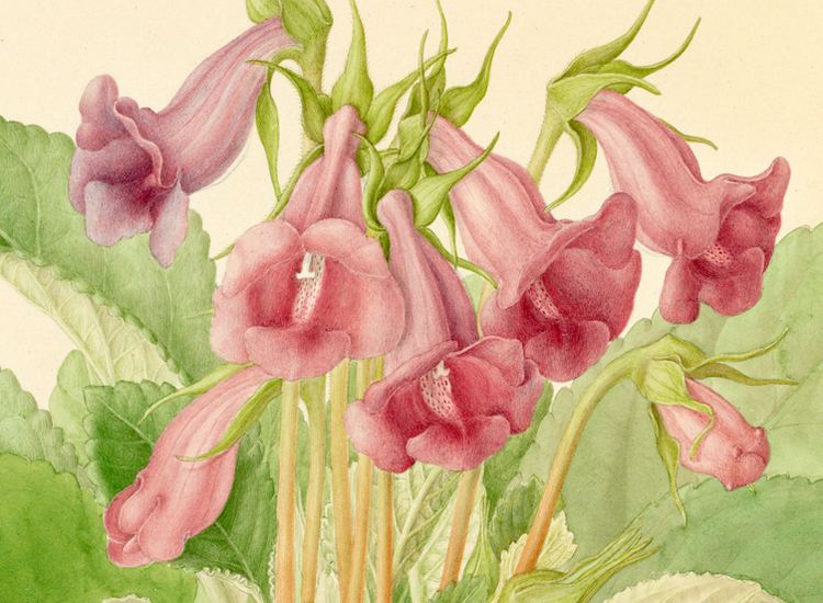 Franz Bauer Gloxinia Sinningia speciosa watercolour by Franz Bauer