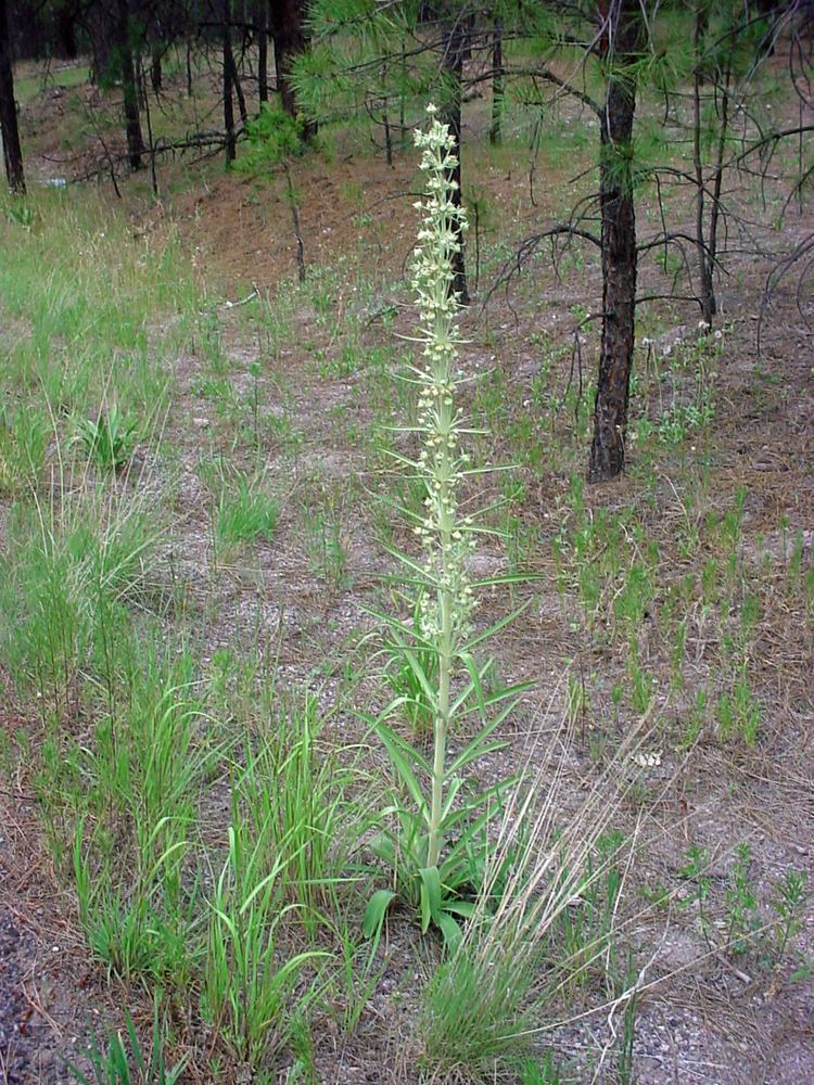 Frasera speciosa Vascular Plants of the Gila Wilderness Frasera speciosa