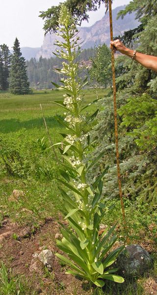 Frasera speciosa Southwest Colorado Wildflowers Frasera speciosa