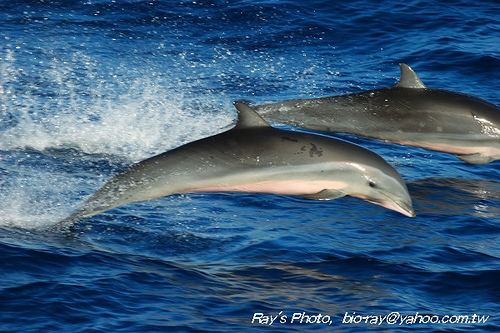 Fraser's dolphin Fraser39s Dolphin Megan39s Dolphins