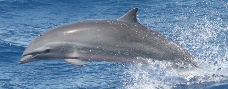 Fraser's dolphin Fraser39s Dolphin Species Guide WDC