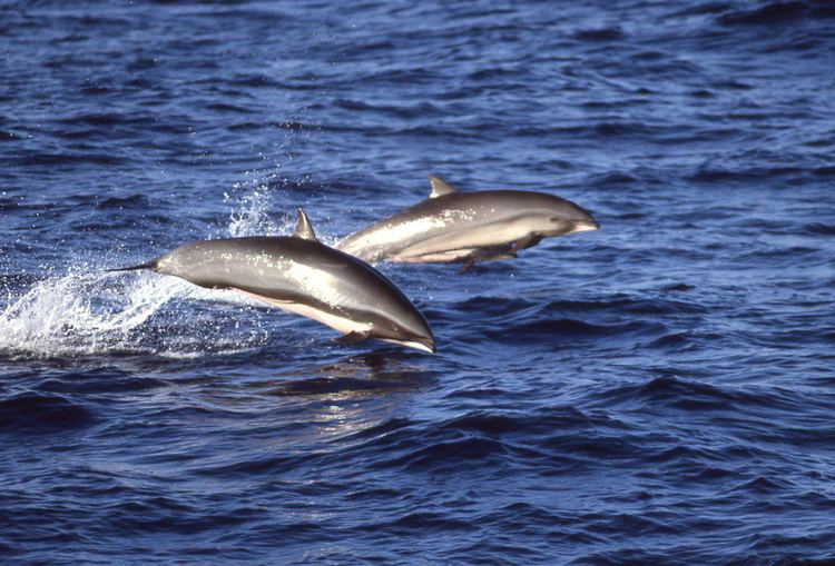 Fraser's dolphin Fraser39s Dolphin photos