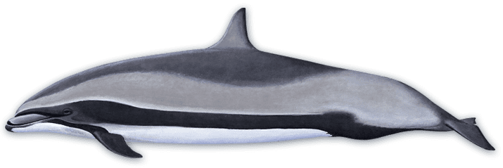 Fraser's dolphin Fraser39s Dolphin Dolphins Voices in the Sea