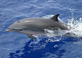 Fraser's dolphin wwwnmfsnoaagovprimagescetaceansfrasersdolph