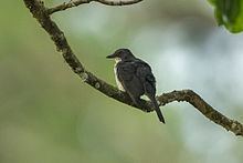 Fraser's forest flycatcher httpsuploadwikimediaorgwikipediacommonsthu